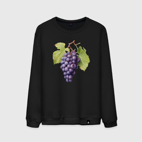 Мужской свитшот хлопок с принтом Гроздь винограда акварель ботаническая иллюстрация , 100% хлопок |  | Тематика изображения на принте: 