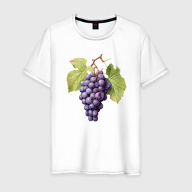 Мужская футболка хлопок с принтом Гроздь винограда акварель ботаническая иллюстрация в Белгороде, 100% хлопок | прямой крой, круглый вырез горловины, длина до линии бедер, слегка спущенное плечо. | Тематика изображения на принте: 