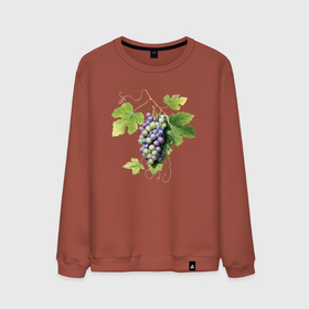 Мужской свитшот хлопок с принтом Гроздь винограда акварель иллюстрация , 100% хлопок |  | Тематика изображения на принте: 