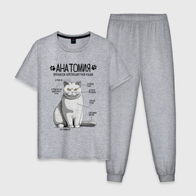 Мужская пижама хлопок с принтом Британская кошка анатомия в Курске, 100% хлопок | брюки и футболка прямого кроя, без карманов, на брюках мягкая резинка на поясе и по низу штанин
 | Тематика изображения на принте: 