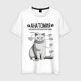 Мужская футболка хлопок с принтом Британская кошка анатомия в Петрозаводске, 100% хлопок | прямой крой, круглый вырез горловины, длина до линии бедер, слегка спущенное плечо. | 