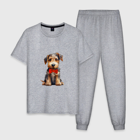Мужская пижама хлопок с принтом Эрдельтерьер собака в Курске, 100% хлопок | брюки и футболка прямого кроя, без карманов, на брюках мягкая резинка на поясе и по низу штанин
 | Тематика изображения на принте: 