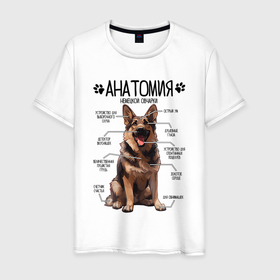 Мужская футболка хлопок с принтом Анатомия немецкой овчарки, строение собаки в Екатеринбурге, 100% хлопок | прямой крой, круглый вырез горловины, длина до линии бедер, слегка спущенное плечо. | 