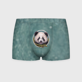 Мужские трусы 3D с принтом Милая мордочка панды с бамбуком в Кировске, 50% хлопок, 50% полиэстер | классическая посадка, на поясе мягкая тканевая резинка | Тематика изображения на принте: 