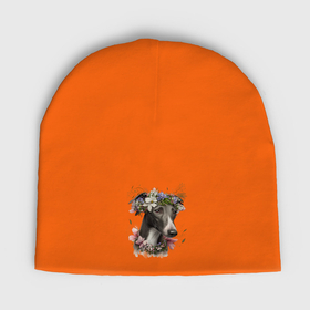 Мужская шапка демисезонная с принтом Уиппет с венком из цветов в Санкт-Петербурге,  |  | Тематика изображения на принте: 
