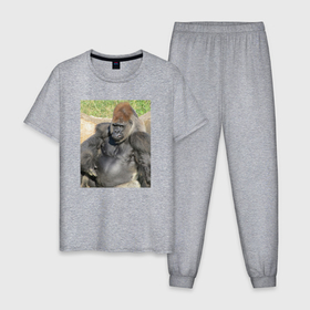 Мужская пижама хлопок с принтом Горилла во внимании в Кировске, 100% хлопок | брюки и футболка прямого кроя, без карманов, на брюках мягкая резинка на поясе и по низу штанин
 | 