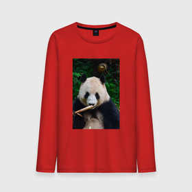 Мужской лонгслив хлопок с принтом Медведь панда на природе в Кировске, 100% хлопок |  | Тематика изображения на принте: 