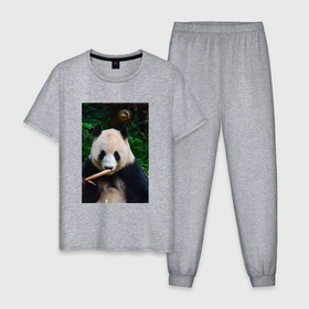 Мужская пижама хлопок с принтом Медведь панда на природе в Кировске, 100% хлопок | брюки и футболка прямого кроя, без карманов, на брюках мягкая резинка на поясе и по низу штанин
 | Тематика изображения на принте: 