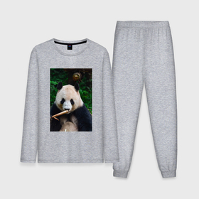 Мужская пижама с лонгсливом хлопок с принтом Медведь панда на природе в Кировске,  |  | 