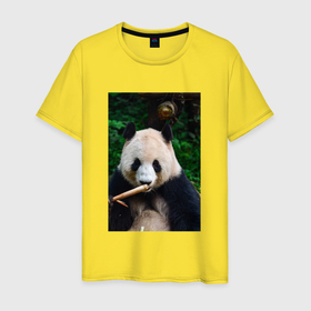 Мужская футболка хлопок с принтом Медведь панда на природе в Кировске, 100% хлопок | прямой крой, круглый вырез горловины, длина до линии бедер, слегка спущенное плечо. | Тематика изображения на принте: 