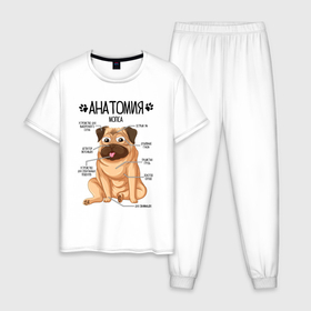 Мужская пижама хлопок с принтом Анатомия мопса, строение собаки , 100% хлопок | брюки и футболка прямого кроя, без карманов, на брюках мягкая резинка на поясе и по низу штанин
 | Тематика изображения на принте: 