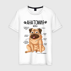 Мужская футболка хлопок с принтом Анатомия мопса, строение собаки , 100% хлопок | прямой крой, круглый вырез горловины, длина до линии бедер, слегка спущенное плечо. | Тематика изображения на принте: 
