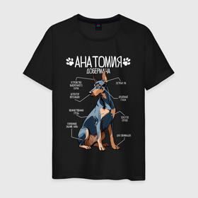 Мужская футболка хлопок с принтом Анатомия добермана, строение собаки в Белгороде, 100% хлопок | прямой крой, круглый вырез горловины, длина до линии бедер, слегка спущенное плечо. | Тематика изображения на принте: 
