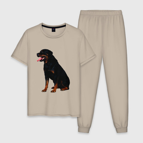 Мужская пижама хлопок с принтом Rottweiler в Белгороде, 100% хлопок | брюки и футболка прямого кроя, без карманов, на брюках мягкая резинка на поясе и по низу штанин
 | 
