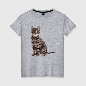 Женская футболка хлопок с принтом Американская короткошёрстная кошка , 100% хлопок | прямой крой, круглый вырез горловины, длина до линии бедер, слегка спущенное плечо | 