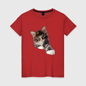Женская футболка хлопок с принтом Котёнок тянется в Тюмени, 100% хлопок | прямой крой, круглый вырез горловины, длина до линии бедер, слегка спущенное плечо | 