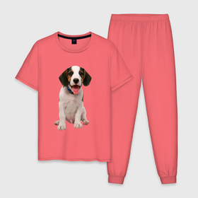 Мужская пижама хлопок с принтом Щенок бигля в Тюмени, 100% хлопок | брюки и футболка прямого кроя, без карманов, на брюках мягкая резинка на поясе и по низу штанин
 | 
