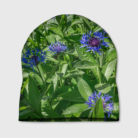 Шапка 3D с принтом Синие васильки с зелеными листьями , 100% полиэстер | универсальный размер, печать по всей поверхности изделия | Тематика изображения на принте: 