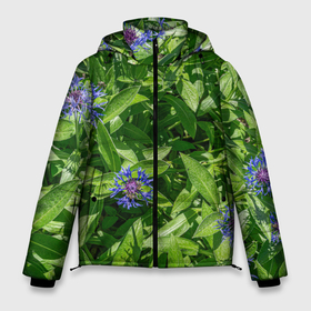 Мужская зимняя куртка 3D с принтом Синие васильки с зелеными листьями в саду , верх — 100% полиэстер; подкладка — 100% полиэстер; утеплитель — 100% полиэстер | длина ниже бедра, свободный силуэт Оверсайз. Есть воротник-стойка, отстегивающийся капюшон и ветрозащитная планка. 

Боковые карманы с листочкой на кнопках и внутренний карман на молнии. | 