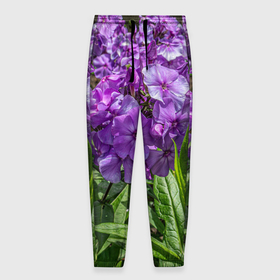Мужские брюки 3D с принтом Фиолетовый флоксы в саду в Тюмени, 100% полиэстер | манжеты по низу, эластичный пояс регулируется шнурком, по бокам два кармана без застежек, внутренняя часть кармана из мелкой сетки | Тематика изображения на принте: 