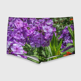 Мужские купальные плавки 3D с принтом Фиолетовый флоксы в саду в Тюмени, Полиэстер 85%, Спандекс 15% |  | Тематика изображения на принте: 
