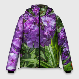 Мужская зимняя куртка 3D с принтом Фиолетовый флоксы в саду в Тюмени, верх — 100% полиэстер; подкладка — 100% полиэстер; утеплитель — 100% полиэстер | длина ниже бедра, свободный силуэт Оверсайз. Есть воротник-стойка, отстегивающийся капюшон и ветрозащитная планка. 

Боковые карманы с листочкой на кнопках и внутренний карман на молнии. | Тематика изображения на принте: 