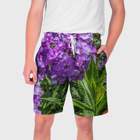 Мужские шорты 3D с принтом Фиолетовый флоксы в саду в Тюмени,  полиэстер 100% | прямой крой, два кармана без застежек по бокам. Мягкая трикотажная резинка на поясе, внутри которой широкие завязки. Длина чуть выше колен | Тематика изображения на принте: 
