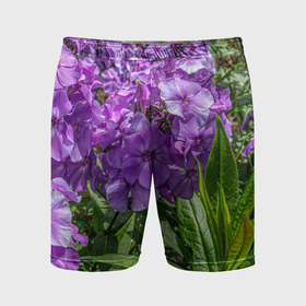 Мужские шорты спортивные с принтом Фиолетовый флоксы в саду в Тюмени,  |  | Тематика изображения на принте: 