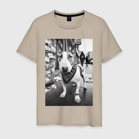 Мужская футболка хлопок с принтом Щенок бультерьера на своём районе в Санкт-Петербурге, 100% хлопок | прямой крой, круглый вырез горловины, длина до линии бедер, слегка спущенное плечо. | 