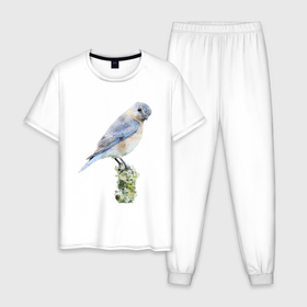 Мужская пижама хлопок с принтом Птичка голубая сиалия в Санкт-Петербурге, 100% хлопок | брюки и футболка прямого кроя, без карманов, на брюках мягкая резинка на поясе и по низу штанин
 | Тематика изображения на принте: 