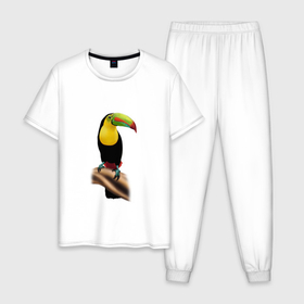 Мужская пижама хлопок с принтом Птица тукан , 100% хлопок | брюки и футболка прямого кроя, без карманов, на брюках мягкая резинка на поясе и по низу штанин
 | 