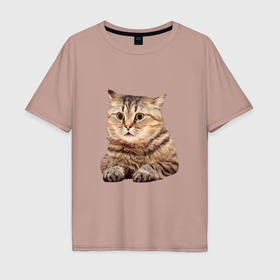 Мужская футболка хлопок Oversize с принтом Удивленный полосатый кот в Новосибирске, 100% хлопок | свободный крой, круглый ворот, “спинка” длиннее передней части | 