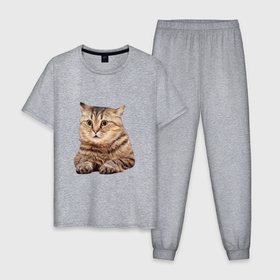 Мужская пижама хлопок с принтом Удивленный полосатый кот в Петрозаводске, 100% хлопок | брюки и футболка прямого кроя, без карманов, на брюках мягкая резинка на поясе и по низу штанин
 | 
