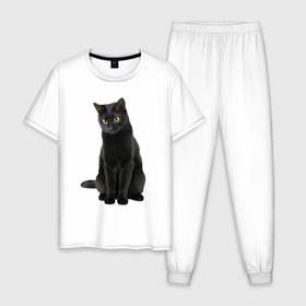 Мужская пижама хлопок с принтом Черная кошка бомбейской породы в Кировске, 100% хлопок | брюки и футболка прямого кроя, без карманов, на брюках мягкая резинка на поясе и по низу штанин
 | 