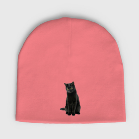 Мужская шапка демисезонная с принтом Черная кошка бомбейской породы в Белгороде,  |  | Тематика изображения на принте: 