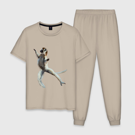 Мужская пижама хлопок с принтом Танцующий лемур сифака в Петрозаводске, 100% хлопок | брюки и футболка прямого кроя, без карманов, на брюках мягкая резинка на поясе и по низу штанин
 | 