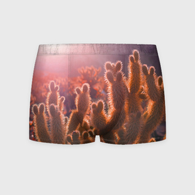 Мужские трусы 3D с принтом Пустынные кактусы в Кировске, 50% хлопок, 50% полиэстер | классическая посадка, на поясе мягкая тканевая резинка | Тематика изображения на принте: 