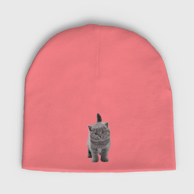 Мужская шапка демисезонная с принтом Котенок британской породы в Тюмени,  |  | Тематика изображения на принте: 