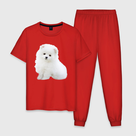 Мужская пижама хлопок с принтом Белый щенок породы шпиц в Белгороде, 100% хлопок | брюки и футболка прямого кроя, без карманов, на брюках мягкая резинка на поясе и по низу штанин
 | 