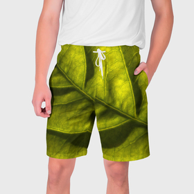 Мужские шорты 3D с принтом Светло зеленый листик в Екатеринбурге,  полиэстер 100% | прямой крой, два кармана без застежек по бокам. Мягкая трикотажная резинка на поясе, внутри которой широкие завязки. Длина чуть выше колен | Тематика изображения на принте: 