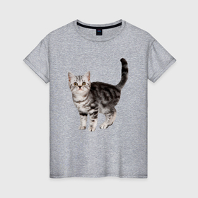 Женская футболка хлопок с принтом Серый полосатый котенок в Белгороде, 100% хлопок | прямой крой, круглый вырез горловины, длина до линии бедер, слегка спущенное плечо | 