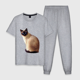 Мужская пижама хлопок с принтом Настоящая сиамская кошка , 100% хлопок | брюки и футболка прямого кроя, без карманов, на брюках мягкая резинка на поясе и по низу штанин
 | 