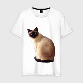 Мужская футболка хлопок с принтом Настоящая сиамская кошка в Курске, 100% хлопок | прямой крой, круглый вырез горловины, длина до линии бедер, слегка спущенное плечо. | 