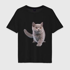 Мужская футболка хлопок Oversize с принтом Серый британский котенок в Новосибирске, 100% хлопок | свободный крой, круглый ворот, “спинка” длиннее передней части | Тематика изображения на принте: 
