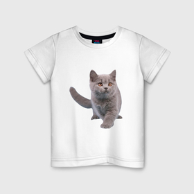 Детская футболка хлопок с принтом Серый британский котенок , 100% хлопок | круглый вырез горловины, полуприлегающий силуэт, длина до линии бедер | Тематика изображения на принте: 