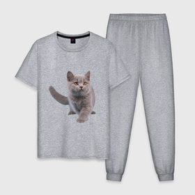 Мужская пижама хлопок с принтом Серый британский котенок в Санкт-Петербурге, 100% хлопок | брюки и футболка прямого кроя, без карманов, на брюках мягкая резинка на поясе и по низу штанин
 | 