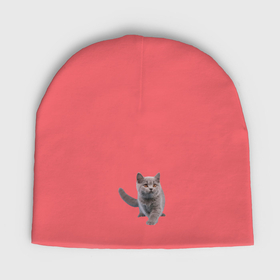 Мужская шапка демисезонная с принтом Серый британский котенок в Тюмени,  |  | Тематика изображения на принте: 
