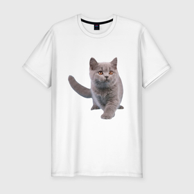 Мужская футболка хлопок Slim с принтом Серый британский котенок в Новосибирске, 92% хлопок, 8% лайкра | приталенный силуэт, круглый вырез ворота, длина до линии бедра, короткий рукав | Тематика изображения на принте: 