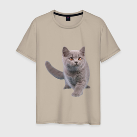 Мужская футболка хлопок с принтом Серый британский котенок в Новосибирске, 100% хлопок | прямой крой, круглый вырез горловины, длина до линии бедер, слегка спущенное плечо. | Тематика изображения на принте: 