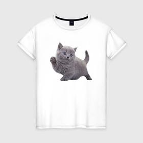 Женская футболка хлопок с принтом Серый британский котик в Новосибирске, 100% хлопок | прямой крой, круглый вырез горловины, длина до линии бедер, слегка спущенное плечо | Тематика изображения на принте: 
